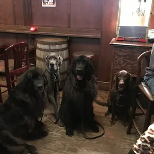 The only pup that belongs to me is the one on the right.  But its so nice seeing well behaved dogs allowed in more places these days!