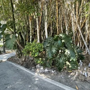 Beautiful plants and bamboo