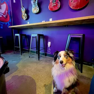 a dog sitting on a stool