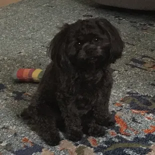 Happy Classy Canine customer!