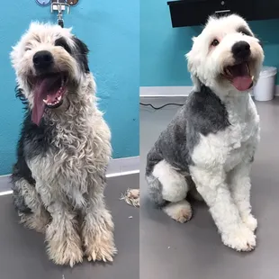 Delilah, the Old English Sheepdog