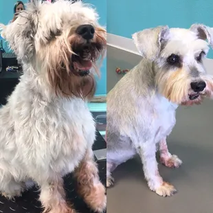 Before-and-after of Annabelle. Her mom requested no schnauzer furnishings because she rolls around in the grass and gets messy :P