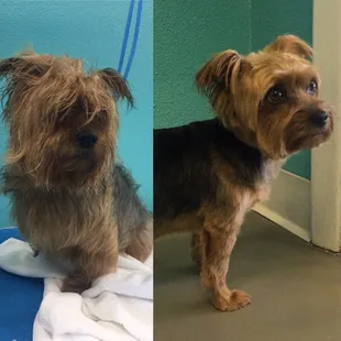 Starr the yorkie pup