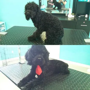 Lil Pete the poodle, from drab to dapper!