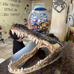an alligator's mouth