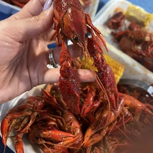 a person holding a lobster