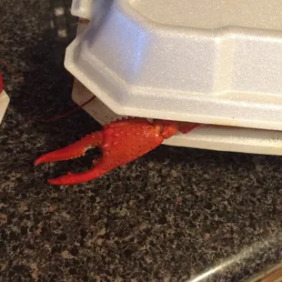 Big boy trying to get out