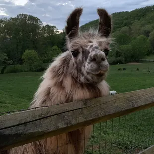 Friendly llama