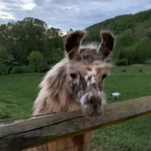 Hello little llama!