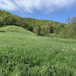 Beautiful fields at ClaxtonFarm