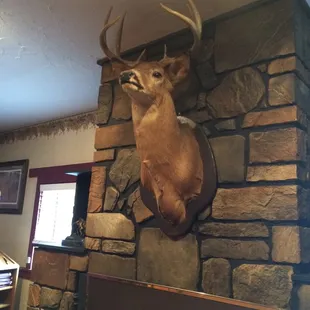 The deer is VERY observant