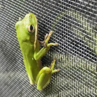 One of our popular local guests ... inspiration to many an artist