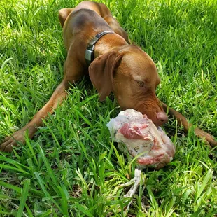 Tito loves bones from Clayton's.
