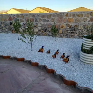 The flagstone and terracotta tile barrier were the most labor intensive.