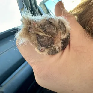 My dogs paw, with butchered nails.