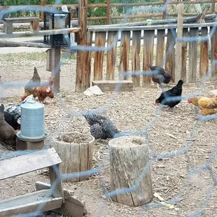Chickens!