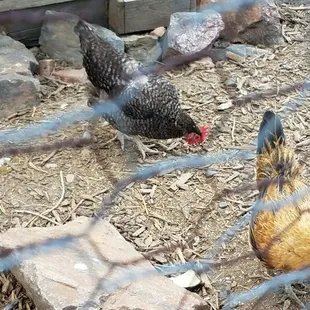 Hanging with Mr. Clucker