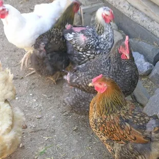 Heirloom chickens at Clear Creek History Park