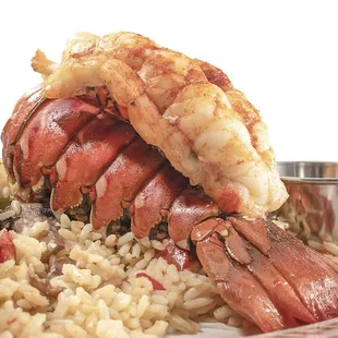 Close up of Rock Lobster