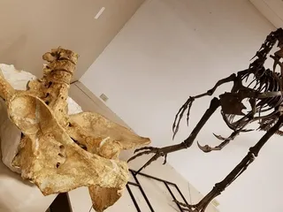 Dinosaur Science Museum and Research Center