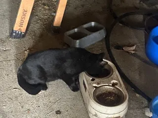 Boston Road Animal Clinic