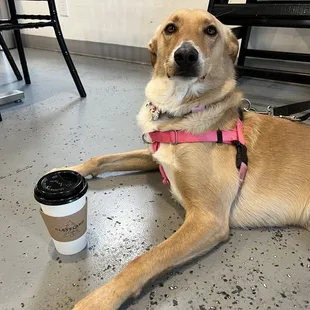 a dog sitting on the floor next to a cup of coffee