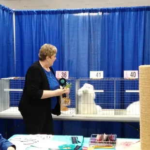 Persian wanting to play!