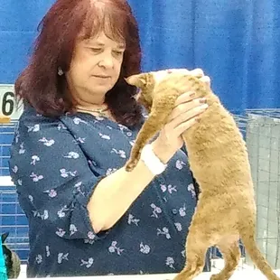 Judging the Devon Rex!