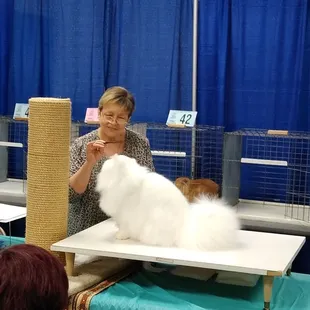 Another judge playing with the beautiful white Persian!