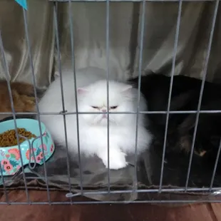 Majestic snow creature!