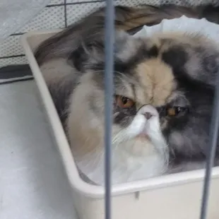 Majestic kitty's at The Cat Fanciers Association!