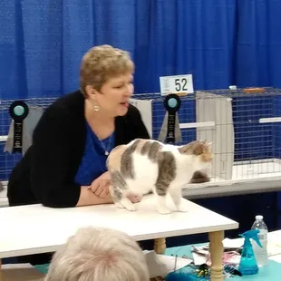 This bobtail kitty won first place!