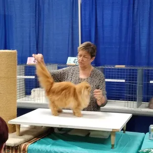 Judging the beautiful orange kitty!