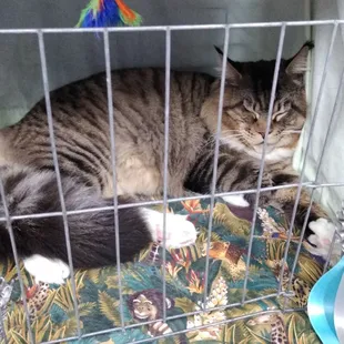 Gorgeous Maine Coon kitty! Huge kitty!