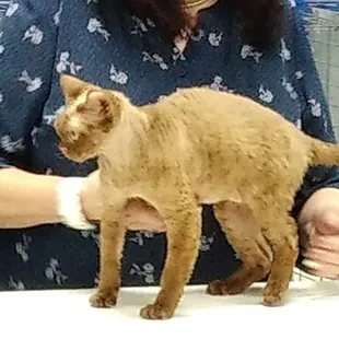 Devon Rex being judged! So cute!