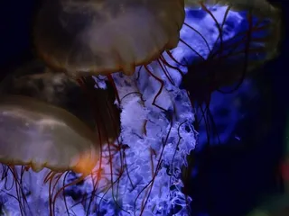 ABQ BioPark Aquarium