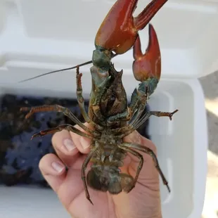 a lobster in a cooler