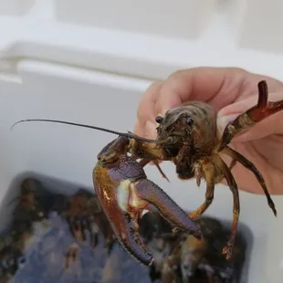 a lobster in a cooler