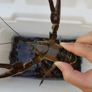 a lobster in a cooler