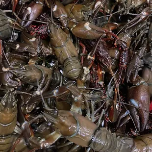 a large pile of lobsters