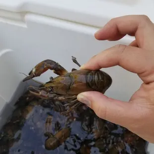 a craycer being held by a person