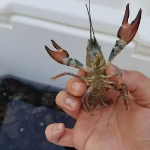 a craycer being held by a person