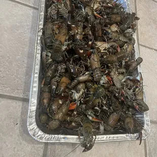 Big blue crawfish! They were clean and kickin!