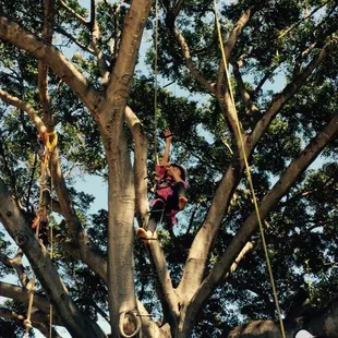 Ladder climb (special event)