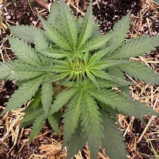 Cute little plants growing you can see from the dispensary