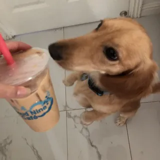 22oz. Assam Black Milk Tea