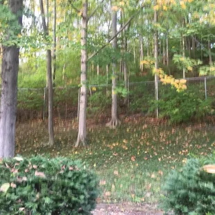 Beautiful wooded area