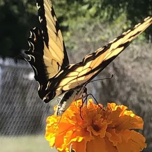 Swallowtail in our on-site pesticide free garden.