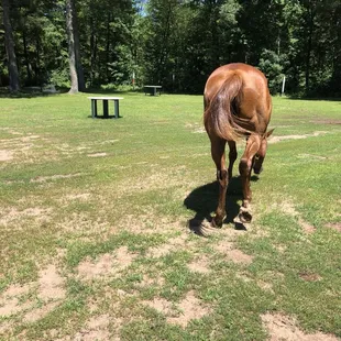 Sorry about the horse butt, but as you can see they walk around the property. Only the animals that are friendly!