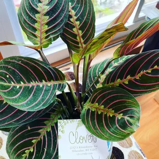 Beautiful plant from Clover